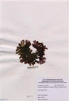 藏品(海木耳)的圖片